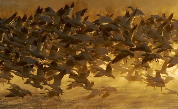New Mexico Flock of snow geese taking off